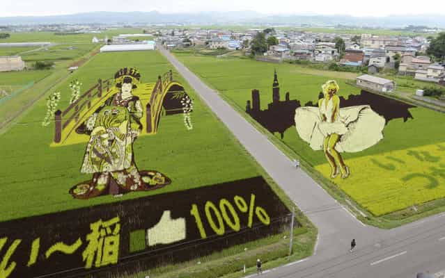 Rice fields in Inakadate town, Aomori, in northern Japan, depict film star Marilyn Monroe and a traditional Japanese courtesan, on July 19, 2013. The annual event, which sees different kinds of rice planted to create a giant picture, is known at Tanbo art. (Photo by Reuters/Kyodo)