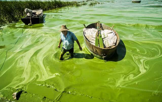 A fisherman wades in Chaohu Lake, covered in blue-green algae, in Chaohu city, Anhui province, on July 19, 2013. (Photo by Reuters/China Daily)