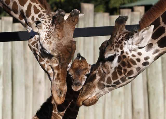 Six-day-old newly born giraffe calf (C) is seen next to its parents six-year-old father Buddy (L) and eleven-year old mother Jacky at their enclosure in Buenos Aires' zoo July 16, 2013. The baby giraffe, still without a name, was one meter (3.2 feet) tall and weighed 85 kilos (187 pounds) when it was born, and the zoo launched a contest amongst children to find a name for it. (Photo by Enrique Marcarian/Reuters)