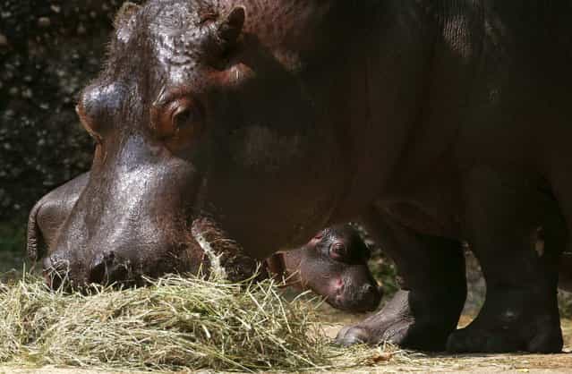 A two-day old unnamed hippopotamus stands behind its 22-year old mother Helvetia at an enclosure at the Zoo in Basel July 19, 2013. (Photo by Arnd Wiegmann/Reuters)