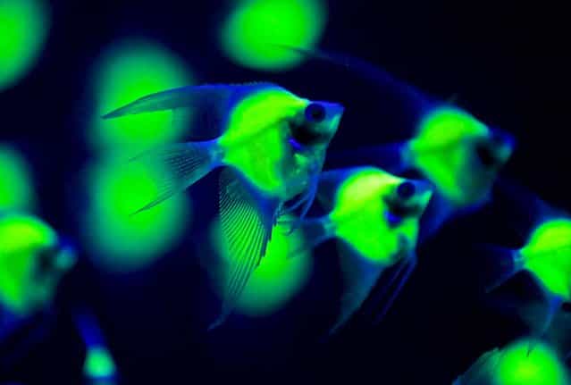 Genetically engineered Pterophyllum Scalara fish glow in a tank under a black light while being displayed at the 2013 Bio Expo in Taipei, on July 18, 2013. (Photo by Pichi Chuang/Reuters)
