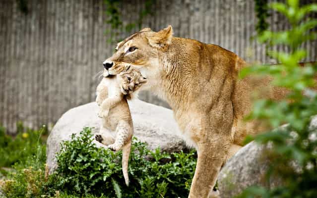 A lioness carries one of her two lion cubs, a male and a female, as they are presented to the public for the first time in Copenhagen Zoo on Wednesday, July 17, 2013. The two lion cubs were born on June 6. (Photo by Marcus Trappaud Bjoern/AP Photo/Polfoto)