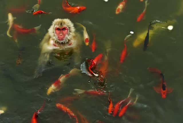 A monkey plays in a pond surrounded by Koi at a wildlife park in Hefei, China, on July 16, 2013. (Photo by Reuters)