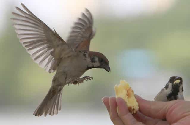 Wild sparrows are being fed by hand in Ueno park in Tokyo, Tuesday, July 16, 2013. (Photo by Azusa Uchikura/AP Photo)