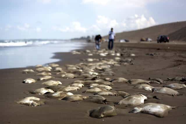 Stingray carcasses litter the shore of the Chachalacas beach near the town of Ursulo Galvan on Mexico's Gulf Coast, Tuesday, July 16, 2013. Mexican authorities are investigating the death of at least 250 stingrays. Ursulo Galvan Mayor Martin Verdejo says witnesses told authorities fishermen dumped the stingrays on the beach because they weren't able to get a good price for them. Chopped stingray wings are commonly served as snacks in Veracruz restaurants. (Photo by Felix Marquez/AP Photo)