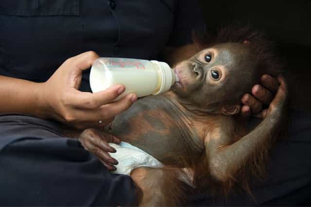 Orangutan caretaker bottle-feeding one year old infant in the humid Borneo rainforest, on July 15, 2013. (Photo by Suzi Eszterhas/Minden/Solent)