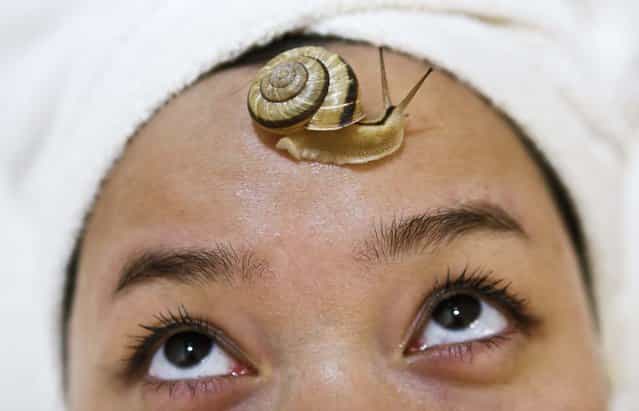A snail crawls on the forehead of a woman during a demonstration of a new beauty treatment at Clinical-Salon Ci:z.Labo in central Tokyo, on July 17, 2013. The salon charges $110 for a five-minute session with the snails as an optional add-on for customers who apply for a [Celeb Escargot Course], an hour-long treatment routine of massages and facials based on products made from snail slime that is believed to make one's skin supple as well as remove dry and scaly patches. (Photo by Issei Kato/Reuters)