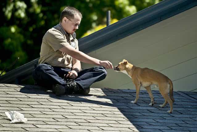 Clark County Animal Control officer Patrick Higbie coaxes a small dog with food in Vancouver, Washington, on July 15, 2013. The owner of the home, Barry Klettke, became aware of the stranded dog on his roof after his dog, Bella, alerted him while heading out for a walk. [I hope someone calls in], said Klettke about finding a good home or the owner of the dog. (Photo by Troy Wayrynen/The Columbian)