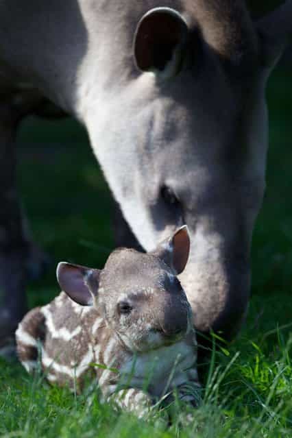 This little unnamed tapir enjoys the sunshine with his family, Dublin Zoo, on July 15, 2013. (Photo by Patrick Bolger/HotSpot Media)
