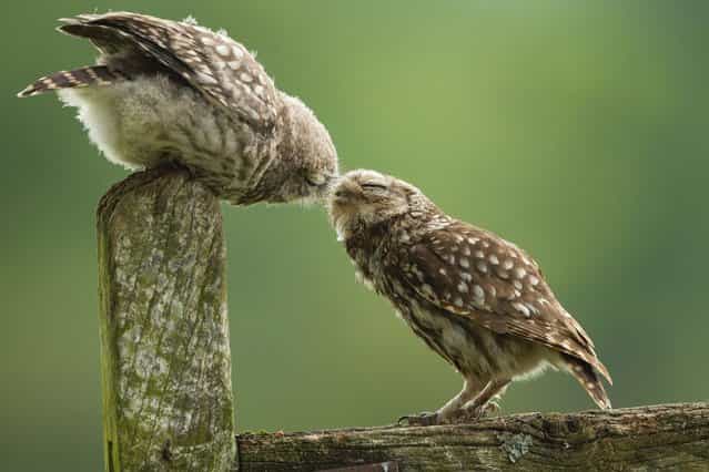 A cute owlet gives his father a peck in Droitwich, England, on July 16, 2013. (Photo by Sylwia Domaradzka/Barcroft Media)
