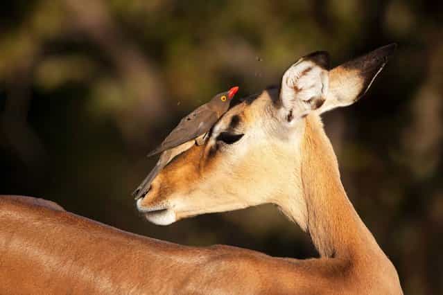 This lucky impala was the centre of attention at a national park as seven birds perched on its back at Kruger National Park, on July 15, 2013. (Photo by Richard Du Toit/Minden Pictures/Solent)