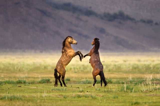 Two wild horses go 12 rounds against each other at Californias Yosemite National Park, on July 17, 2013. (Photo by Caters News Agency)