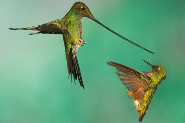 A sword-billed hummingbird, left, and a chestnut-breasted coronet battle over a hummingbird feeder near Papallacta, Ecuador, on July 14, 2013. (Photo by Nate Chappell/Barcroft Media)