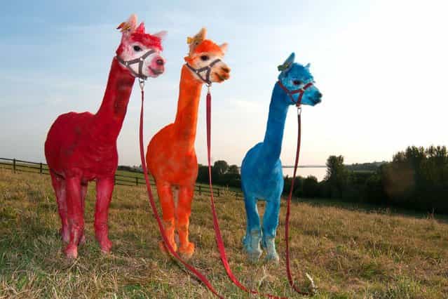 Three very colouful alpacas enjoy the hot weather at Toft Farm, Rugby, on July 19, 2013. (Photo by Caters News)