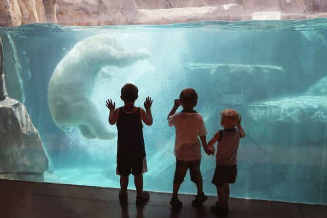 Hudson, a polar bear, cools down by playing with a block of ice during a swim in his enclosure at Brookfield Zoo in Illinois, on July 19, 2013. A heat wave continues to grip much of the country. (Photo by Scott Olson/Getty Images)