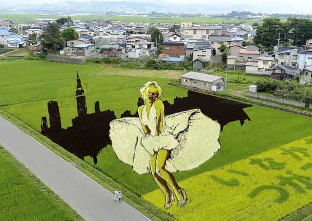 People stand near an image of Marilyn Monroe on a rice filed in Inakadatemura, Aomori prefecture, Japan, on July 19, 2013. The art is made from nine rice species with seven different colors. (Photo by Kyodo News)