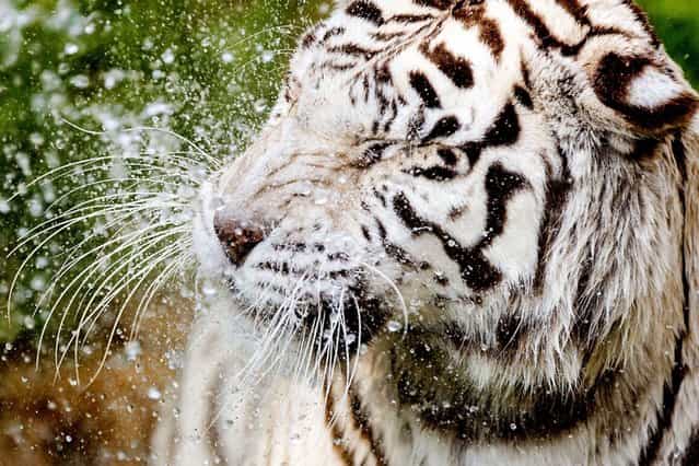 A white tiger is cooled off with water in the Ouwehand Zoo in Rhenen, Netherlands, on July 24, 2013, as temperatures reach 32 degrees Celsius. (Photo by Koen van Weel/AFP Photo)