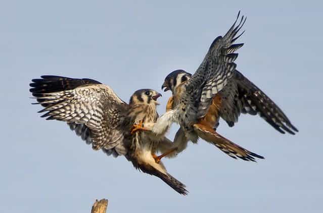 A female and male American Kestrel, formerly known as the Sparrow Hawk, have a family spat near Newberry, Florida, on July 25, 2013, while teaching their newly fledged young how to make their way in the wild. The American Kestrel is the smallest falcon in North America. (Photo by Phil Sandlin/Associated Press)