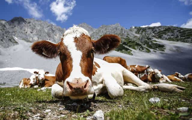 Cows lie in grass in front of Hafelekar mountain on a hot summer day in Innsbruck July 25, 2013. (Photo by Dominic Ebenbichler/Reuters)