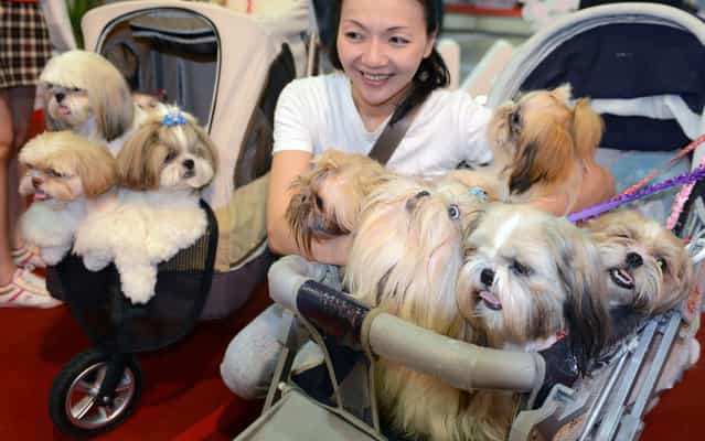 A woman poses with her dogs during the annual pet show at the World Trade Center in Nankang, Taipei on July 25, 2013. According to organizers, this will be the biggest Pets Taipei ever, with the number of participants growing by 35 percent from last year. This year’s show will have a total of 850 stalls with everything ranging from the most mundane daily requirements such as pet food and grooming equipment. (Photo by Sam Yeh/AFP Photo)