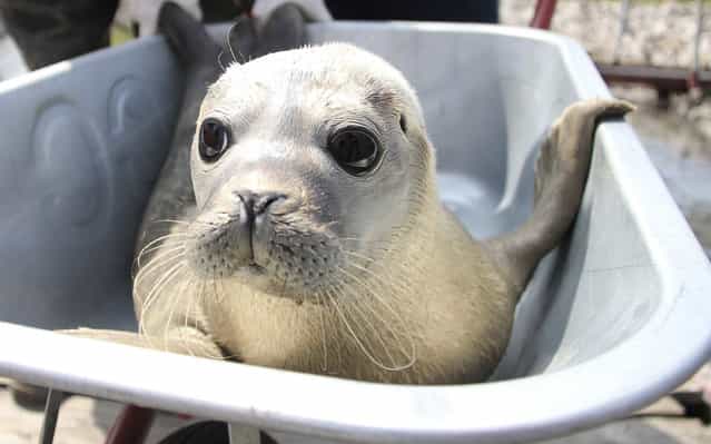 A seal is pictured inside a wheelbarrow in Friedrichskoog, Germany, on July 25, 2013. It's being transported to a boat and to be taken out to sea. (Photo by Wolfgang Runge/DPA)