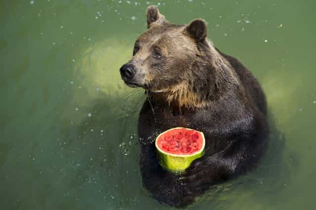 Brown bear Sandro holds a frozen watermelon to refresh himself in Rome's Bioparco Zoo, Tuesday, July, 23, 2013. Zoo staff offered animals frozen and refrigerated fruit to refresh them as temperatures are expected to reach peaks of 38 degrees C (100.4 degrees F) over the coming days. (Photo by Andrew Medichini/AP Photo)