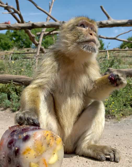 A barbary ape guards a big block of ice candy, composed of a mix of vegetables frozen in ice, during warm temperatures in the Erfurt Zoo, central Germany, Friday, July 26, 2013. Weather forecasts predict sunny weather and warm temperatures for Germany in the next few days. (Photo by Jens Meyer/AP Photo)