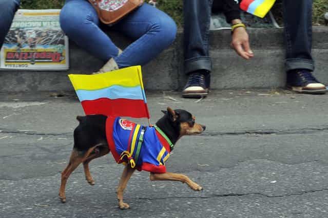 A dog wearing a Colombian national football team jersey with a Colombian national flag parades during the celebrations of the 203rd Anniversary of the Independence of Colombia, in Bogota, Colombia, on July 21, 2013. (Photo by Guillermo Legaria/AFP Photo)