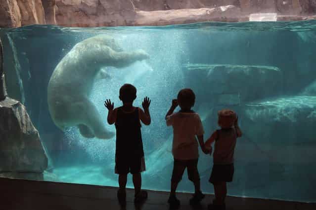 Hudson, a polar bear, cools down by playing with a block of ice during a swim in his enclosure at Brookfield Zoo in Brookfield, Illinois, on July 21, 2013. (Photo by Scott Olson/Getty Images)