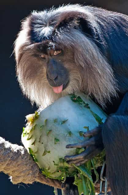 A Lion-Tailed macaque holds a big block of ice with a mix of frozen vegetables and fruit at the zoo in Leipzig, central Germany, Friday, July 19, 2013. Weather forecasts predict sunny weather and warm temperatures for Germany in the next few days. (Photo by Jens Meyer/AP Photo)