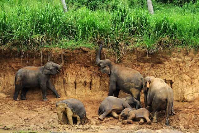 A herd of elephants from the Pinnawela Elephant Orphanage are pictured at the village of Pinnawela, some 90kms north-east of Colomb, on July 25, 2013. (Photo by Ishara S. Kodikara/AFP Photo)