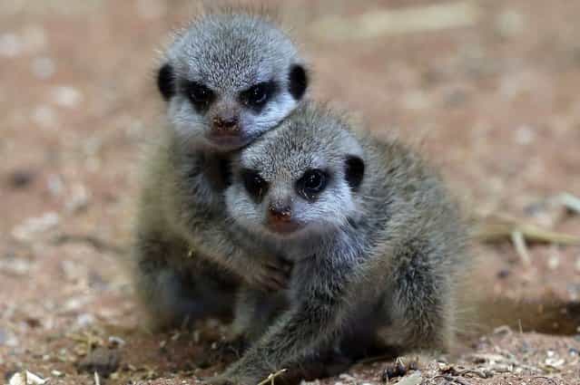 Two of the three recently arrived baby meerkats, play together in their enclosure at Bristol Zoo Gardens, on July 25, 2013. (Photo by Matt Cardy/Getty Images)