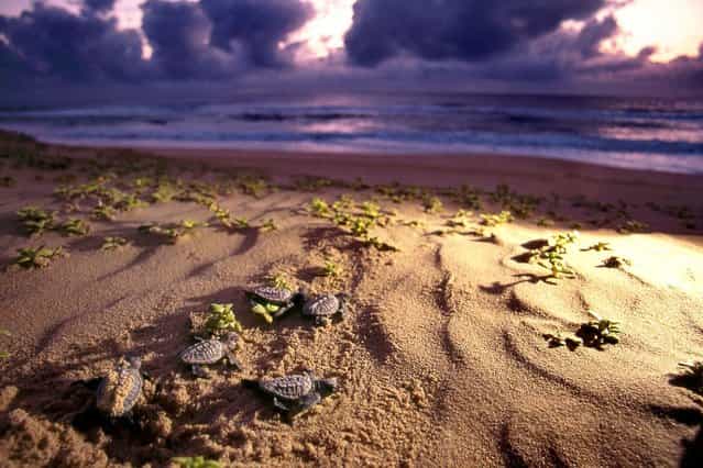 This is the incredible moment baby turtles take their first steps across the beach before swimming away in the sea in South Africa, on July 25, 2013. (Photo by Roger de la Harpe/Caters News)