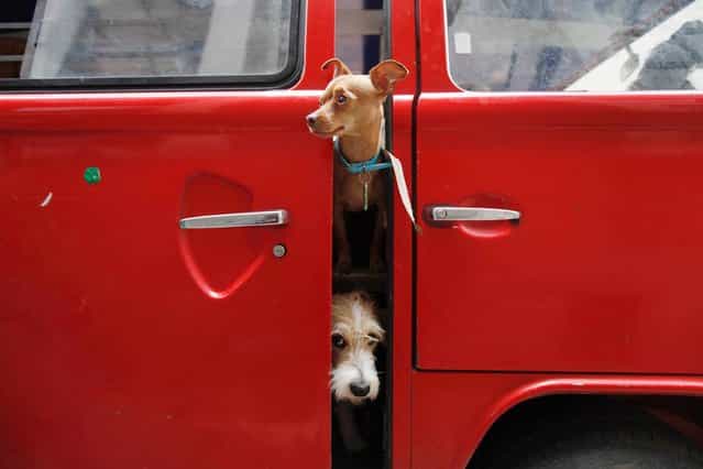 Dogs look out from a car in Mexico City, on July 20, 2013. Robbery and kidnapping of breed dogs have quadrupled during the last few years in Mexico, according to animal care and control organizations. (Photo by Edgard Garrido/Reuters)