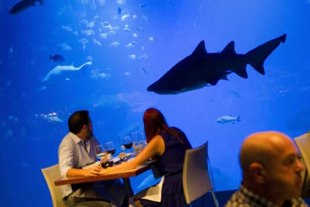 People enjoy a dinner past the Big Blue, the deepest shark tank in Europe at the Palma Aquarium in Palma de Mallorca, on July 20, 2013. (Photo by Jaime Reina/AFP Photo)