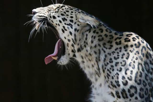 A leopard yawns inside its enclosure at the Madrid Zoo in Spain, on July 24, 2013. (Photo by Juan Medina/Reuters)
