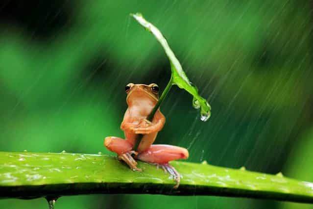 Heatwave is over: While millions of Brits swap sun hats for brollies this resourceful frog was snapped sheltering from the rain, using a leaf as an umbrella, on July 24, 2013. (Photo by Penkdix Palme/Newsteam/SWNS)