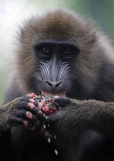 A mandrill refreshes itself with seeds from a giant sunflower, corn and strawberry ice on July 23, 2013 at the Zoo de La Flèche in France. (Photo by Jean-francois Monier/AFP Photo)