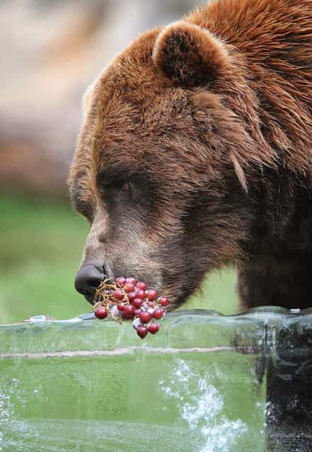 A grizzly bear gets a treat of fruit served on a block of ice to help him stay cool in his enclosure at Brookfield Zoo in Brookfield, Illinois, on July 21, 2013. (Photo by Scott Olson/Getty Images)