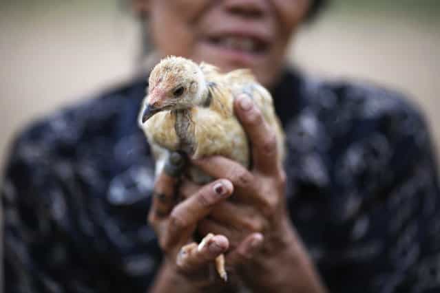 An ethnic Cham Muslim woman holds a chicken on the banks of Mekong river in Phnom Penh July 29, 2013. About 100 ethnic Cham families, made up of nomads and fishermen without houses or land who arrived at the Cambodian capital in search of better lives, live on their small boats on a peninsula where the Mekong and Tonle Sap rivers meet, just opposite the city's centre. The community has been forced to move several times from their locations in Phnom Penh as the land becomes more valuable. They fear that their current home, just behind a new luxurious hotel under construction at the Chroy Changva district is only temporary and that they would have to move again soon. (Photo by Damir Sagolj/Reuters)