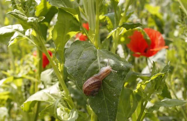 A snail (Helix Aspersa) sits on a leave in a farm in Vienna June 12, 2013. Andreas Gugumuck owns Vienna's largest snail farm, exporting snails, snail-caviar and snail-liver all over the world. The gourmet snails are processed using old traditional cooking techniques and some are sold locally to Austrian gourmet restaurants. (Photo by Leonhard Foeger/Reuters)