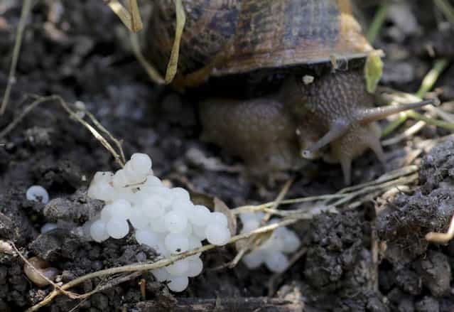 A snail (Helix Aspersa) sits next to her eggs in a farm in Vienna July 10, 2013. Andreas Gugumuck owns Vienna's largest snail farm, exporting snails, snail-caviar and snail-liver all over the world. The gourmet snails are processed using old traditional cooking techniques and some are sold locally to Austrian gourmet restaurants. (Photo by Leonhard Foeger/Reuters)