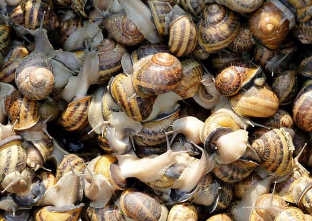 Snails (Helix Aspersa) sit in a basket in a farm in Vienna July 10, 2013. Andreas Gugumuck owns Vienna's largest snail farm, exporting snails, snail-caviar and snail-liver all over the world. The gourmet snails are processed using old traditional cooking techniques and some are sold locally to Austrian gourmet restaurants. (Photo by Leonhard Foeger/Reuters)