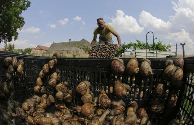Austrian snail farmer Andreas Gugumuck collects snails (Helix Aspersa) in baskets in his farm in Vienna July 10, 2013. Andreas Gugumuck owns Vienna's largest snail farm, exporting snails, snail-caviar and snail-liver all over the world. The gourmet snails are processed using old traditional cooking techniques and some are sold locally to Austrian gourmet restaurants. (Photo by Leonhard Foeger/Reuters)