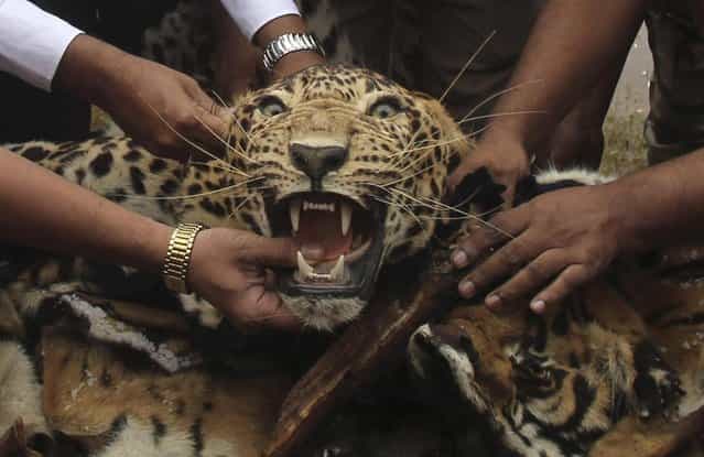 Indian wildlife officials hold a leopard skin prior to a burning of wildlife contraband including tiger and leopard skins, and bones as part of a campaign to save the tiger in Mumbai, India, Tuesday, July 30, 2013. Despite conservation efforts, tiger numbers in India have declined due to rampant poaching of the cats for their valuable pelts and body parts that are highly prized in traditional Chinese medicine. (Photo by Rafiq Maqbool/AP Photo)
