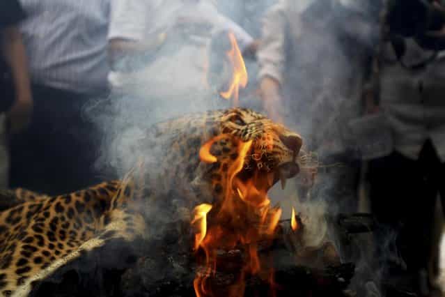 A leopard skin burns as Indian officials and activists burn wildlife contraband including tiger and leopard skins, and bones as part of a campaign to save the tiger in Mumbai, India, Tuesday, July 30, 2013. Despite conservation efforts, tiger numbers in India have declined due to rampant poaching of the cats for their valuable pelts and body parts that are highly prized in traditional Chinese medicine. (Photo by Rafiq Maqbool/AP Photo)