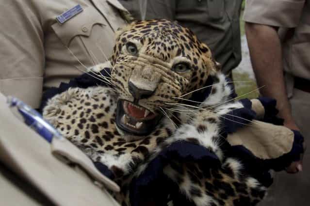 Indian wildlife officials hold a leopard skin prior to a burning of wildlife contraband including tiger and leopard skins, and bones as part of a campaign to save the tiger in Mumbai, India, Tuesday, July 30, 2013. Despite conservation efforts, tiger numbers in India have declined due to rampant poaching of the cats for their valuable pelts and body parts that are highly prized in traditional Chinese medicine. (Photo by Rafiq Maqbool/AP Photo)