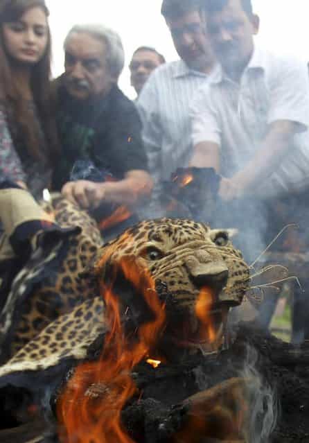 Indian Bollywood film actress Dia Mirza (L) looks on as forest officials and activists burn a leopard skin during an official burning of wildlife contraband, including tiger and leopard skins and bones, in Mumbai on July 30, 2013. The tiger Indias national animal is disappearing from the country because of rampant poaching and widespread habitat destruction. There are an estimated 1,800 wild tigers in India today, down from approximately 100,000 in 1900. (Photo by Rafiq Maqbool/AP Photo)