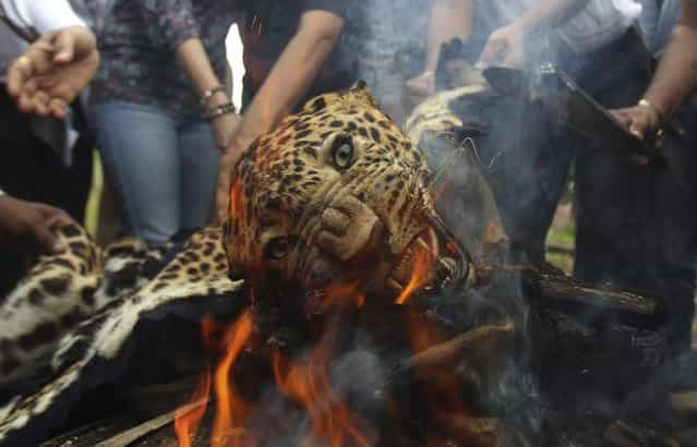 A leopard skin burns as Indian officials and activists burn wildlife contraband including tiger and leopard skins, and bones as part of a campaign to save the tiger in Mumbai, India, Tuesday, July 30, 2013. Despite conservation efforts, tiger numbers in India have declined due to rampant poaching of the cats for their valuable pelts and body parts that are highly prized in traditional Chinese medicine. (Photo by Rafiq Maqbool/AP Photo)