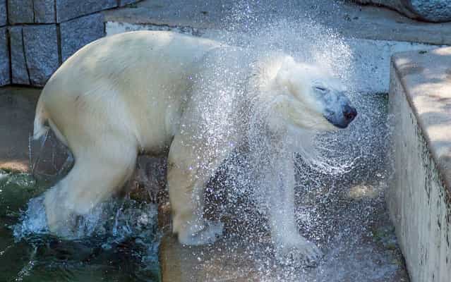 It was hot in Germany too! Polar bear Vilma went for a refreshing dip in Wuppertal Zoo, on August 1, 2013. (Photo by Christian Reimann/AFP Photo/DPA)